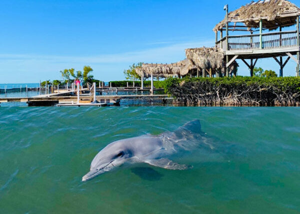 Kkd Dolphin Key West Attractions Association