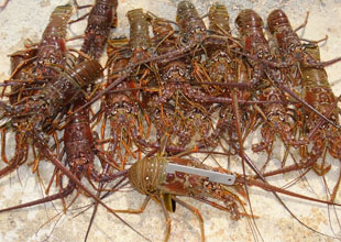 mini lobster season