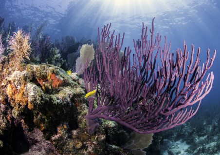 Diving Key West