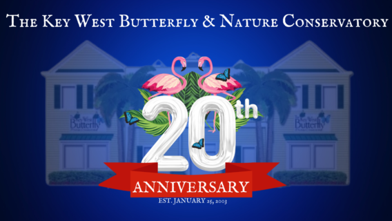 KW Butterfly Conservatory 20th Anniversary