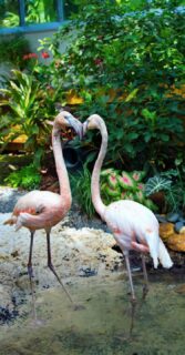 Flamingos Photo 1