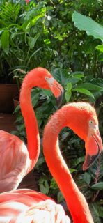 Flamingos Photo 2