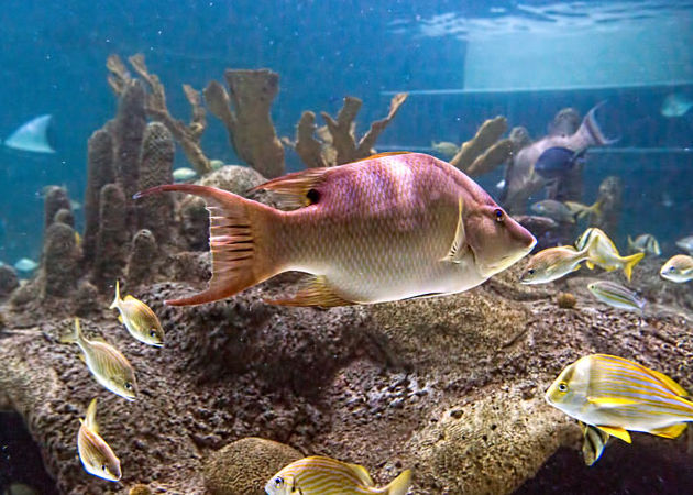 Florida Keys Aquarium Encounters